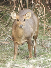 Axis porcinus