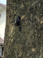 Trypoxylus dichotomus