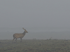 Axis porcinus