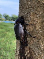 Trypoxylus dichotomus