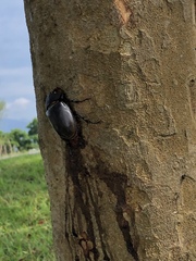 Trypoxylus dichotomus