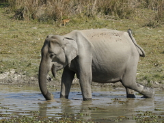 Elephas maximus indicus