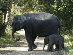 Elephas maximus indicus