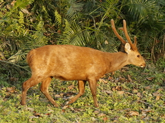 Axis porcinus