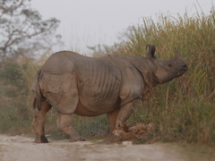 Rhinoceros unicornis
