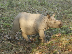Rhinoceros unicornis