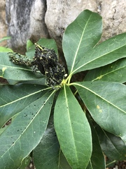 Gymnoscelis tristrigosa