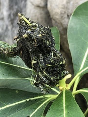 Gymnoscelis tristrigosa