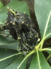 Gymnoscelis tristrigosa