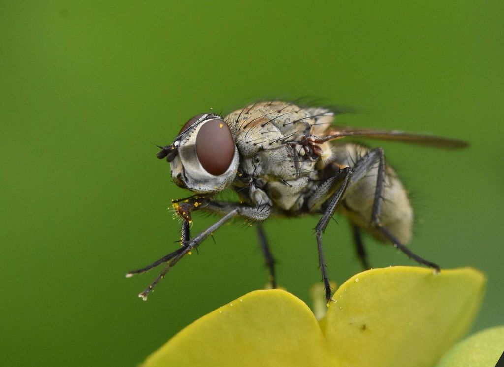 Leucophora personata