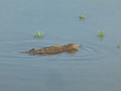 Varanus salvator salvator