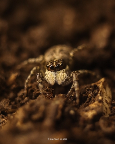 Half-edged Wall Jumping Spider, Bıçkıdere, photo 8 of 10