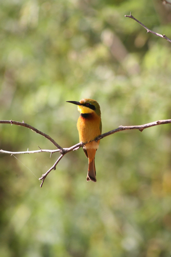 Little Bee-eater