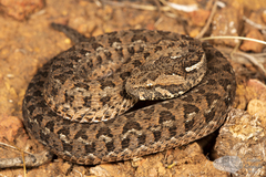 Bitis atropos
