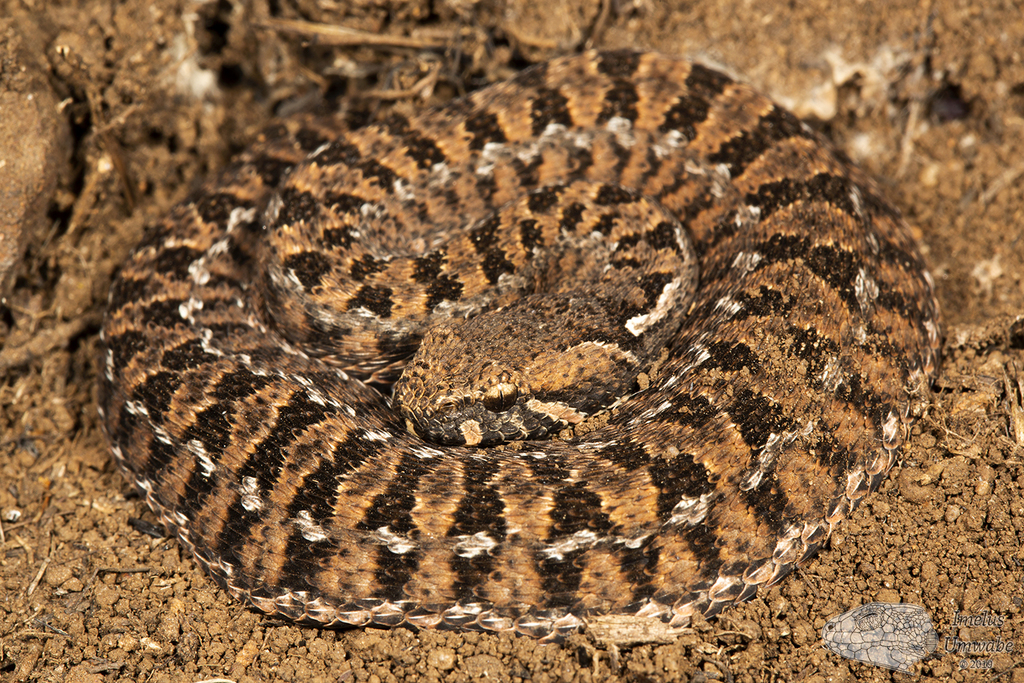 Mountain Adder