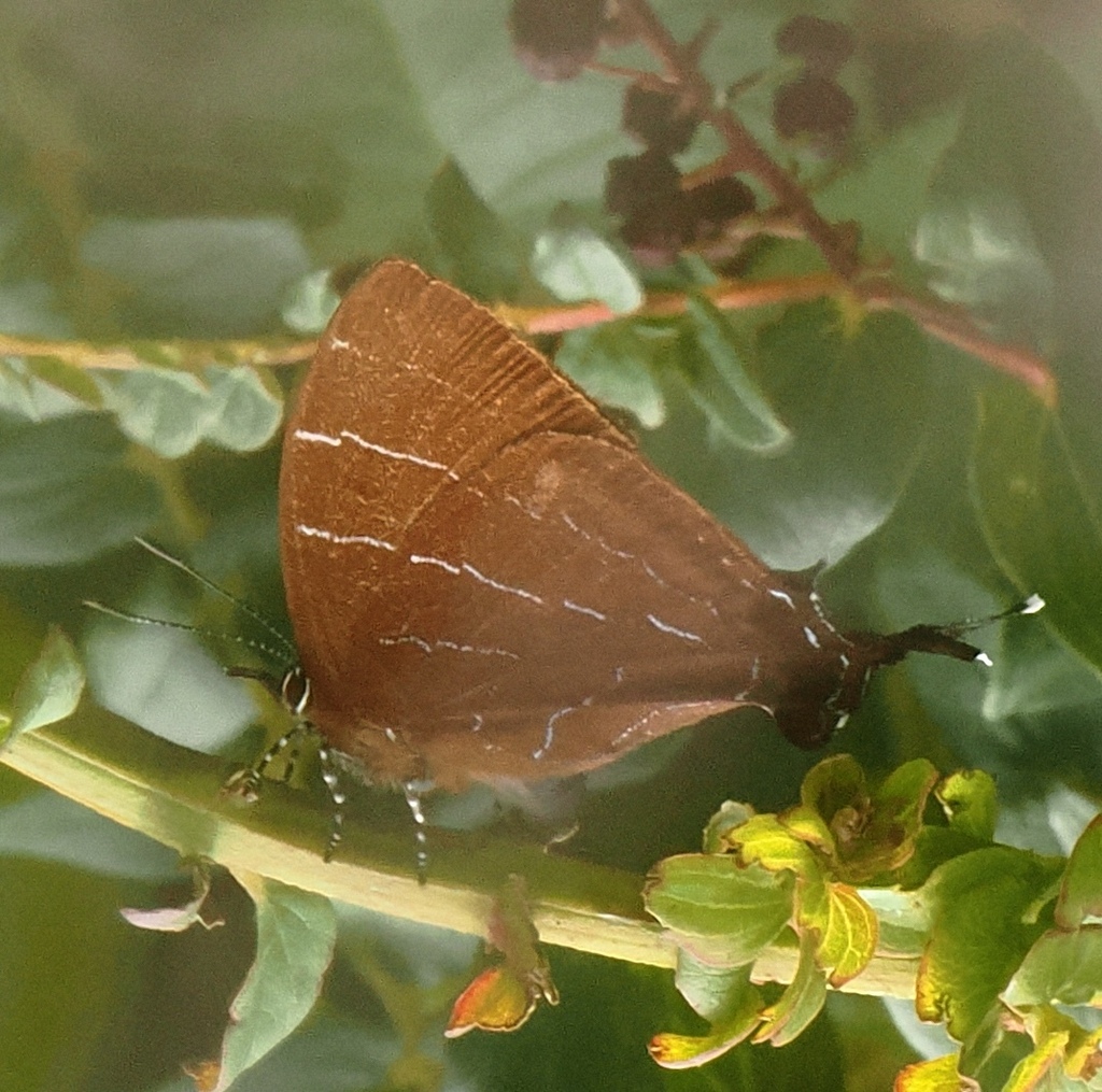 Micandra aegides