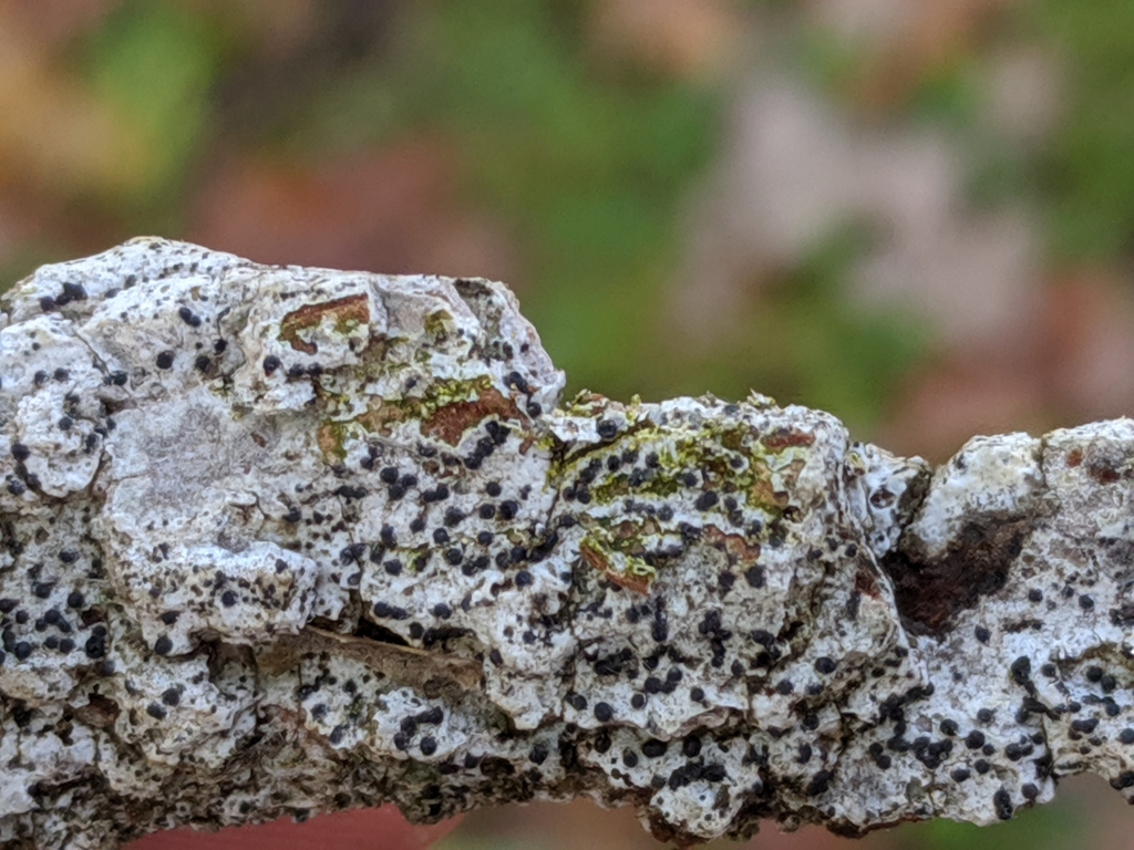 Button Lichens (Macrolichens Genera Of The Pacific Northwest ...