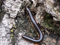 Orthoporus texicolens