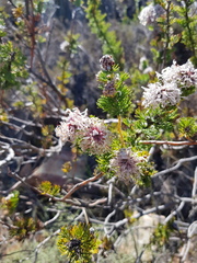 Serruria dodii