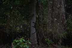 Varanus salvator andamanensis