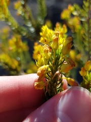 Erica parilis