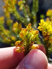 Erica parilis