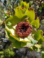 Leucadendron barkerae