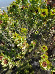 Leucadendron barkerae