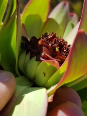 Leucadendron barkerae