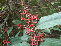 Cissus discolor