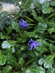 Ajuga pygmaea