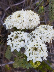 Lachnaea pomposa