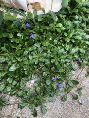 Ajuga pygmaea
