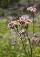 Saussurea controversa