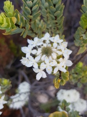 Lachnaea pomposa