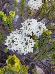 Lachnaea pomposa