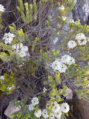 Lachnaea pomposa