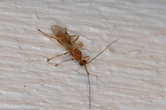 Rogadinae