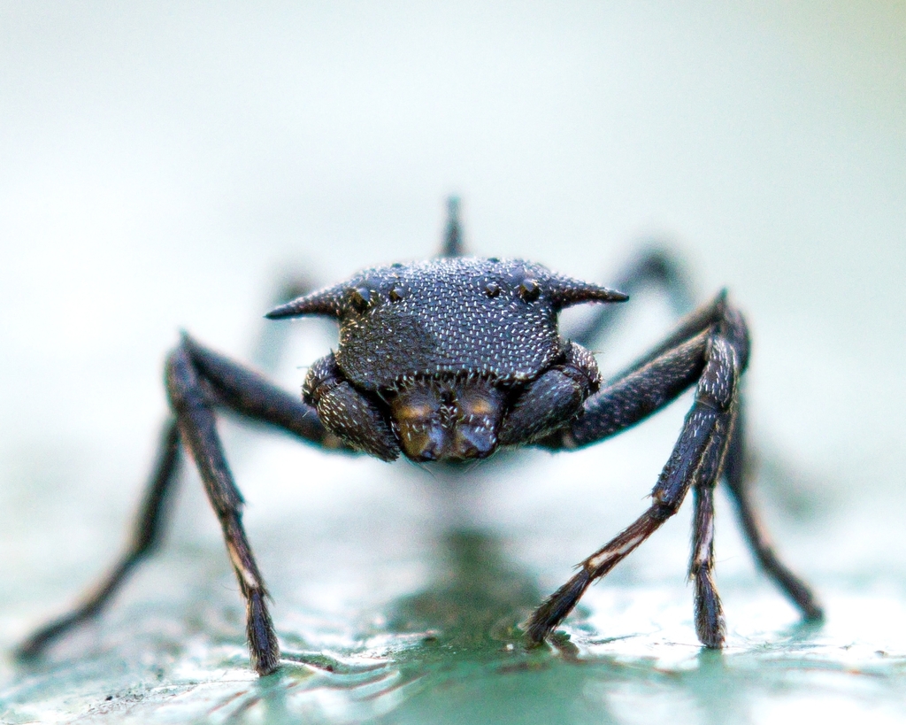 Crab Spiders