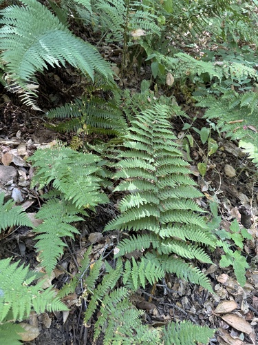 coastal woodfern