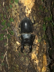 Serrognathus titanus okinawanus