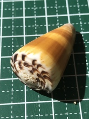 Conus planorbis