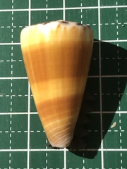 Conus planorbis
