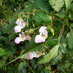 Impatiens glandulifera