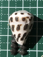 Conus ebraeus