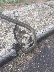 Psammophis brevirostris