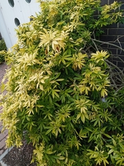 Heptapleurum arboricola