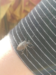 Halyomorpha halys