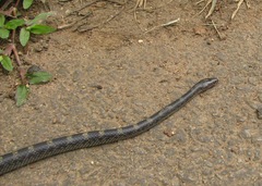 Lycodon travancoricus