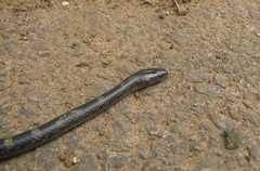 Lycodon travancoricus